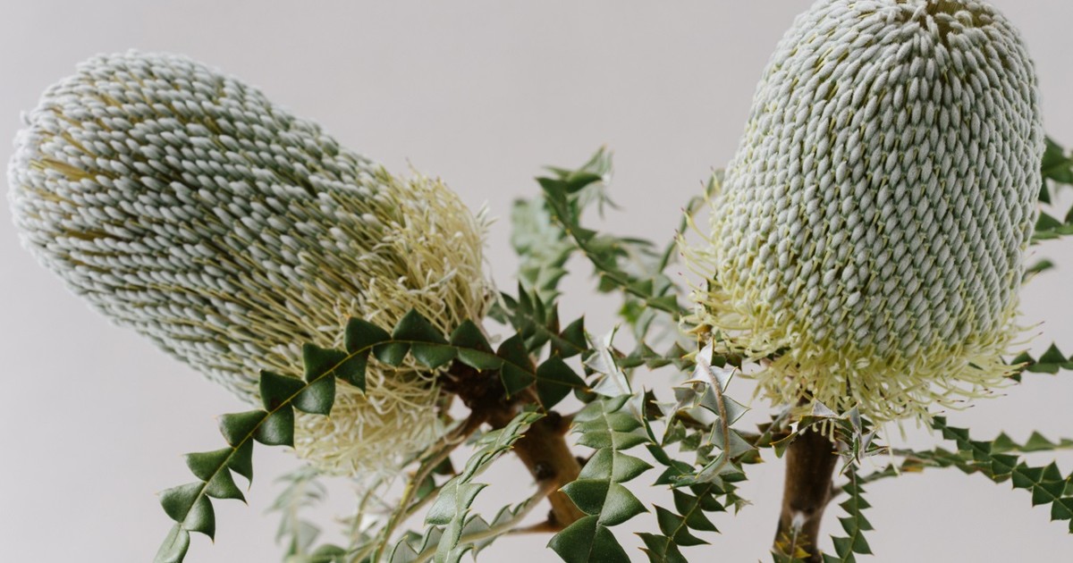 Odilia Flowers | Heemskerk Flowers